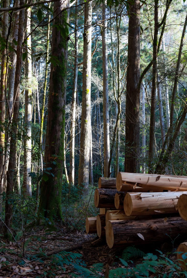 三重の豊かな森