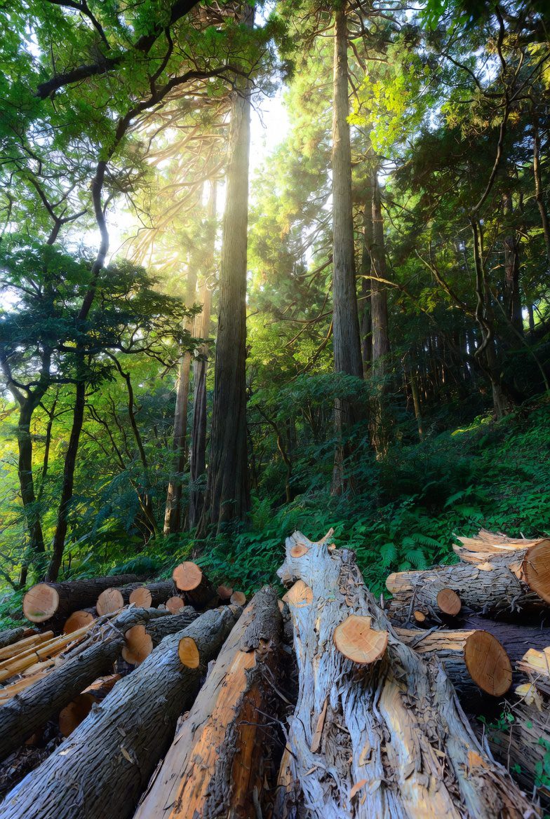 尾鷲桧の原木