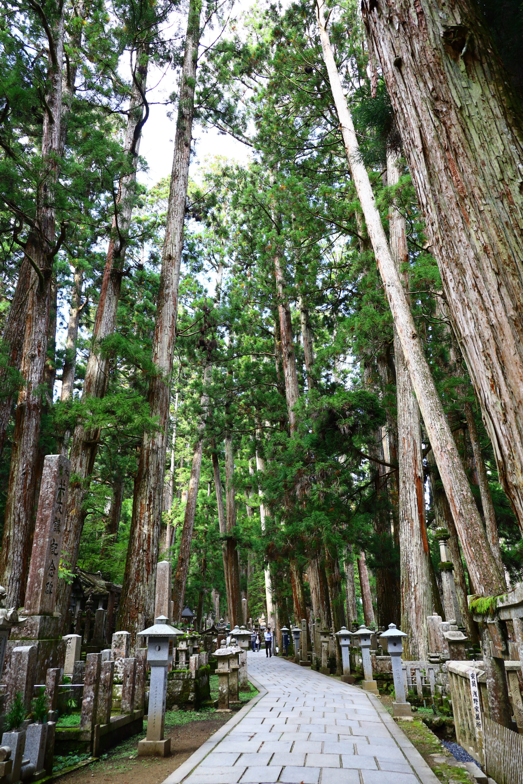 和歌山の豊かな森
